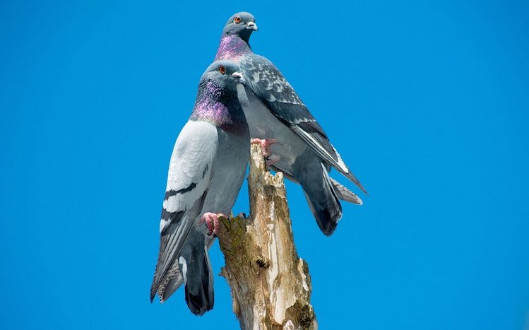 Pigeon Theme screenshot #19