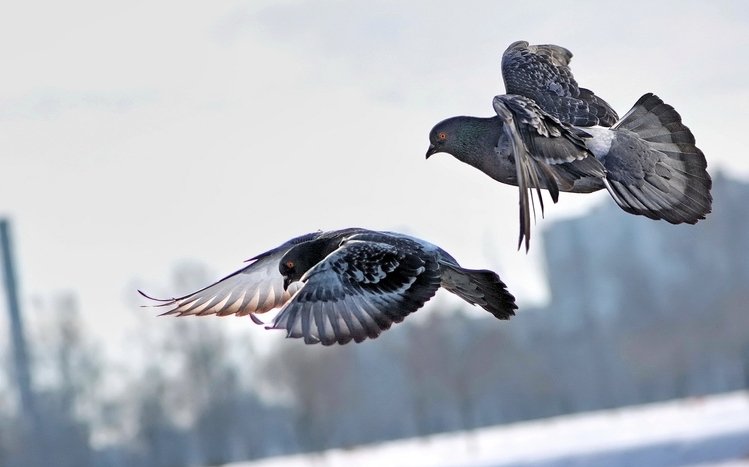 Pigeon Theme screenshot #2