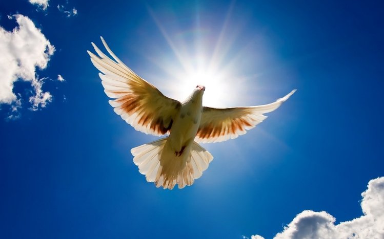 Pigeon Theme screenshot #25