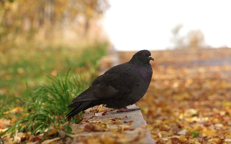 Pigeon Theme screenshot #6