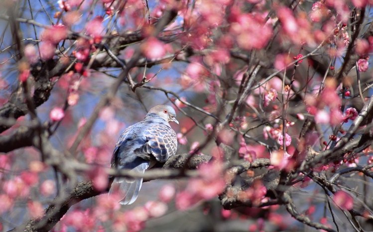 Pigeon Theme screenshot #7