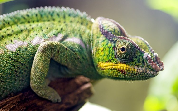 Chameleon Theme screenshot #15