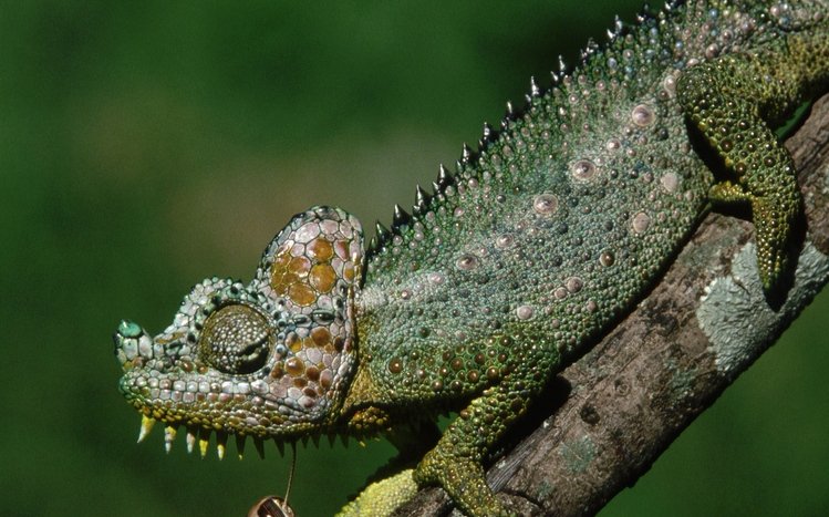 Chameleon Theme screenshot #20