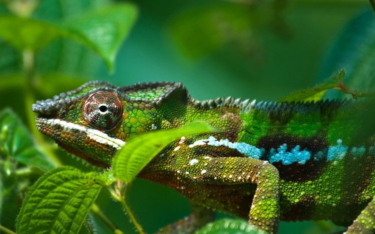 Chameleon Theme screenshot #22