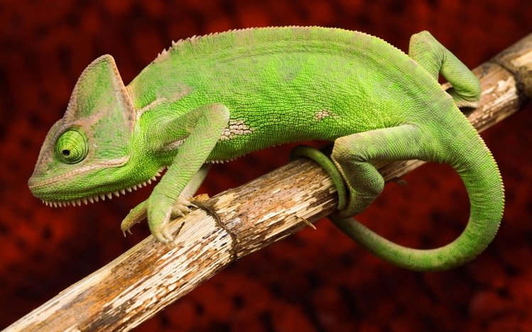 Chameleon Theme screenshot #27