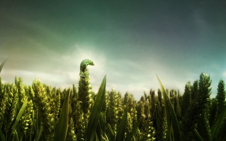 Chameleon Theme screenshot #28