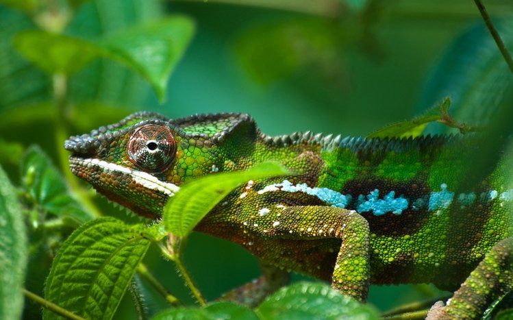 Chameleon Theme screenshot #9