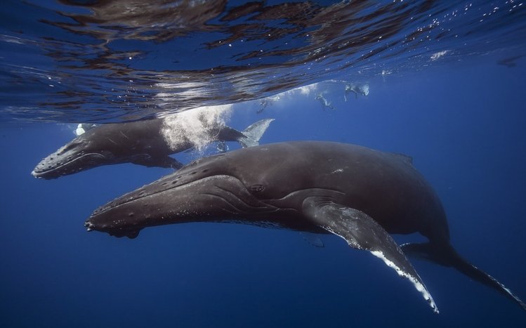 Whale Theme screenshot #23