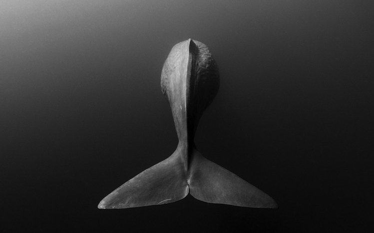 Whale Theme screenshot #27