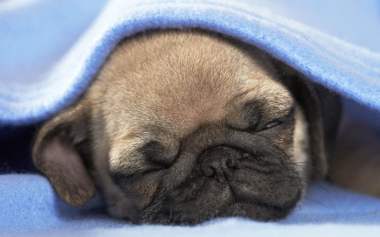 Pug Theme screenshot #12