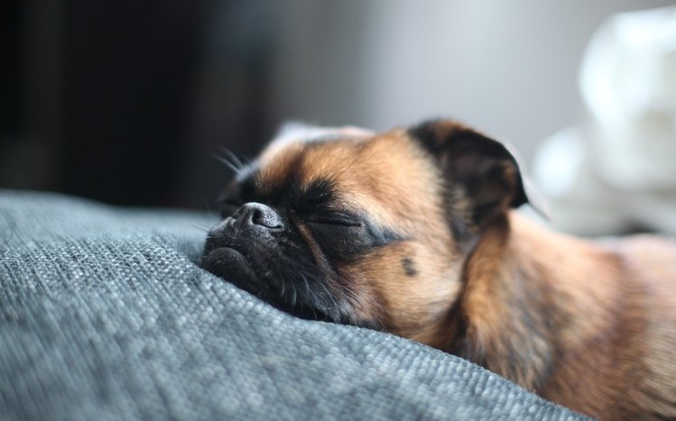 Pug Theme screenshot #20