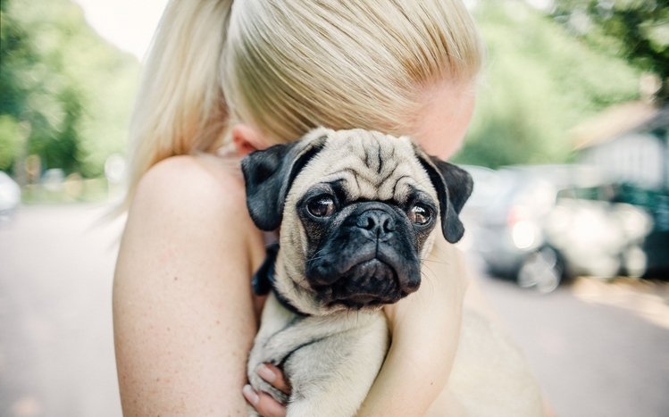 Pug Theme screenshot #25