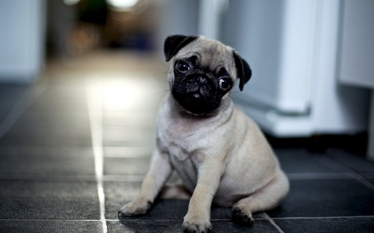 Pug Theme screenshot #27