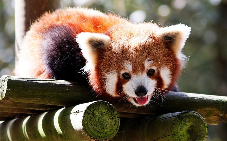 Red Panda Theme screenshot #1