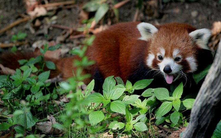 Red Panda Theme screenshot #11