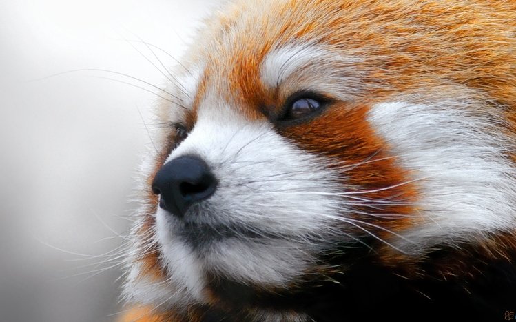 Red Panda Theme screenshot #12