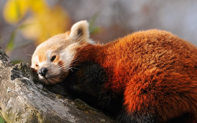 Red Panda Theme screenshot #14