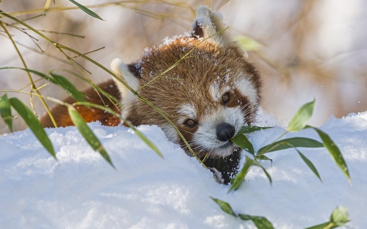 Red Panda Theme screenshot #16