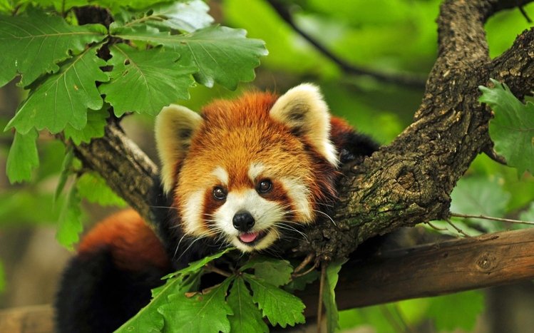 Red Panda Theme screenshot #2