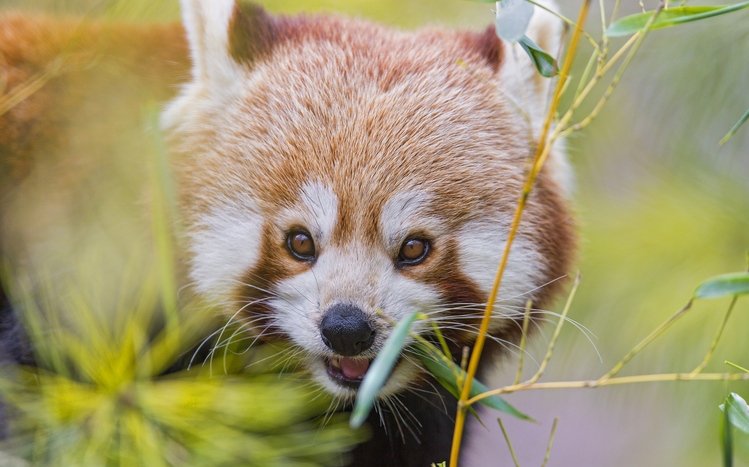 Red Panda Theme screenshot #20