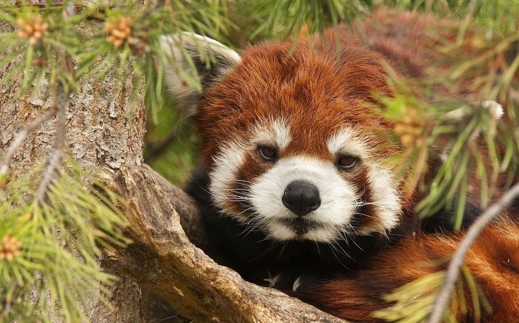 Red Panda Theme screenshot #22