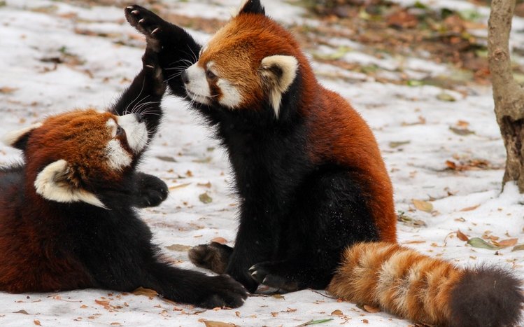 Red Panda Theme screenshot #26