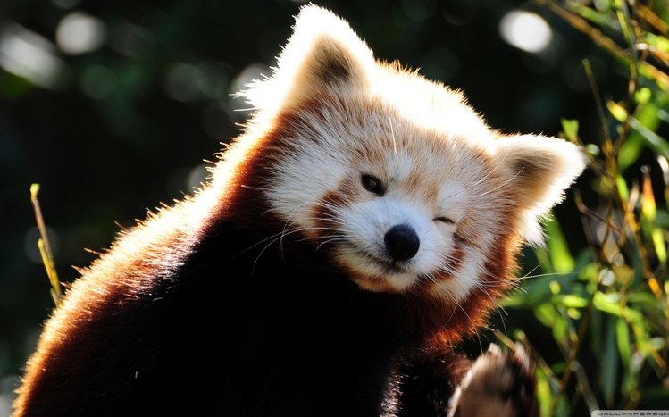 Red Panda Theme screenshot #27