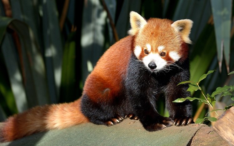 Red Panda Theme screenshot #28