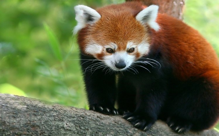 Red Panda Theme screenshot #3