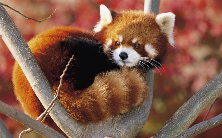 Red Panda Theme screenshot #4