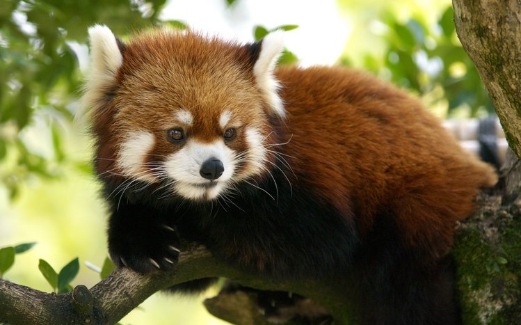 Red Panda Theme screenshot #6