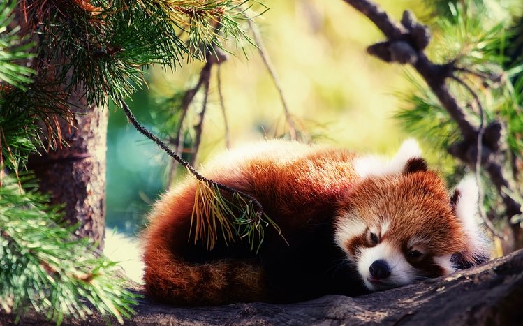 Red Panda Theme screenshot #7