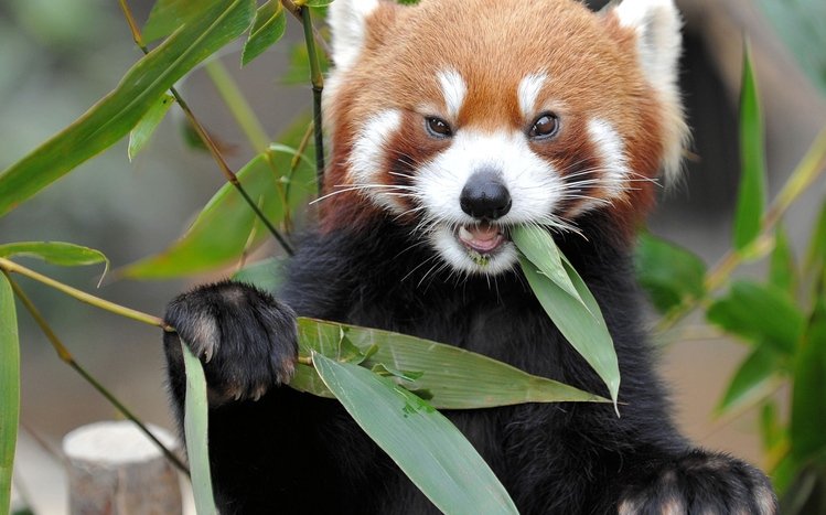 Red Panda Theme screenshot #8