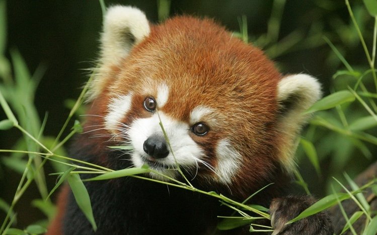 Red Panda Theme screenshot #9