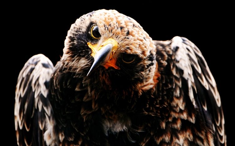 Hawk Theme screenshot #1