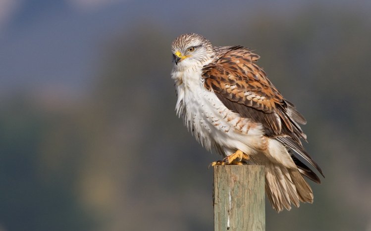 Hawk Theme screenshot #13