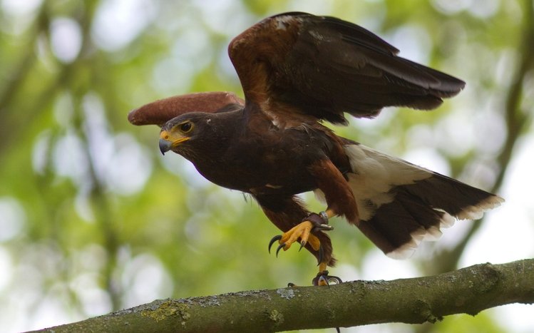 Hawk Theme screenshot #16