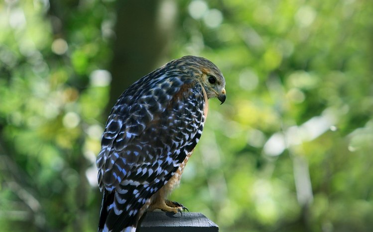 Hawk Theme screenshot #17