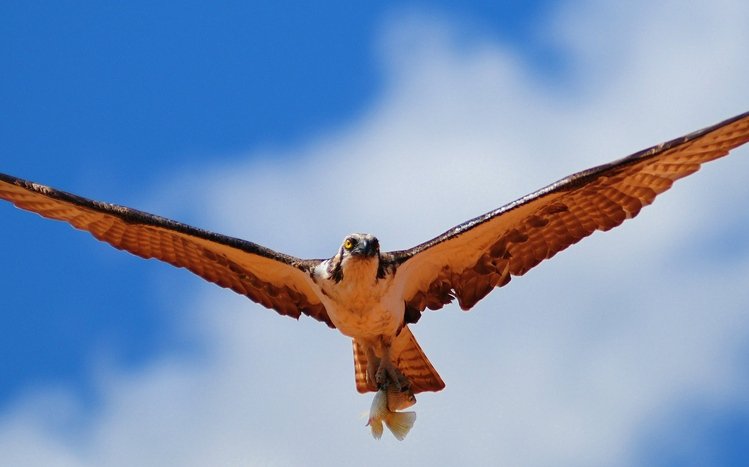 Hawk Theme screenshot #22