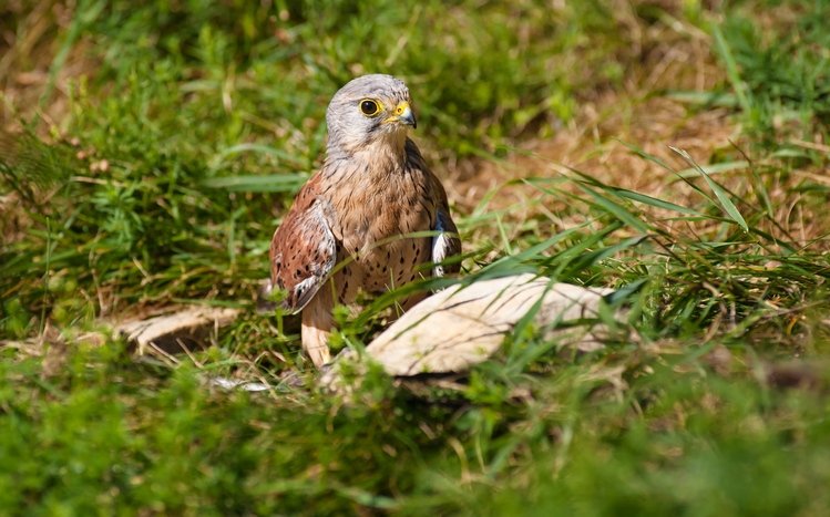 Hawk Theme screenshot #23