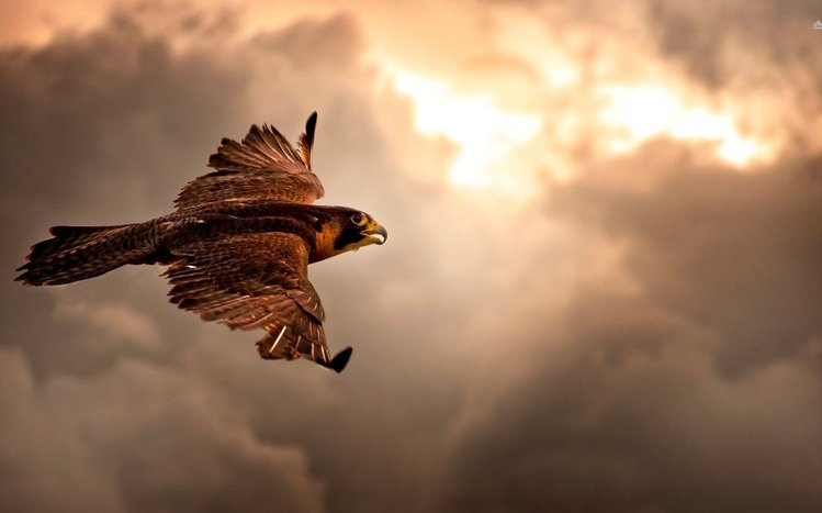 Hawk Theme screenshot #25