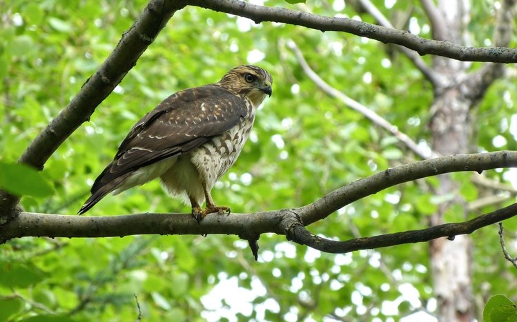 Hawk Theme screenshot #6