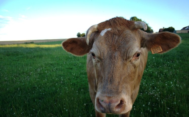 Cow Theme screenshot #11