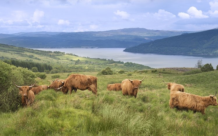 Cow Theme screenshot #13