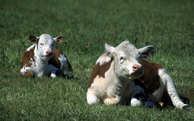 Cow Theme screenshot #14