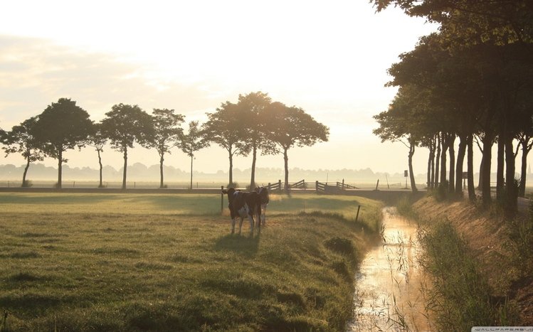 Cow Theme screenshot #18