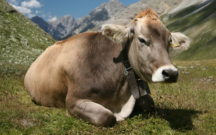 Cow Theme screenshot #4