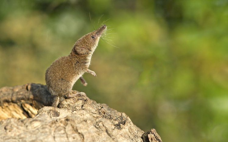 Mouse Theme screenshot #10