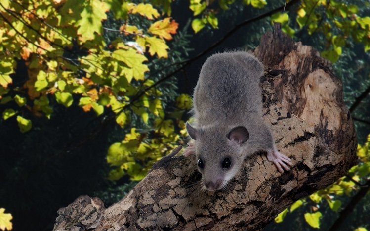 Mouse Theme screenshot #11