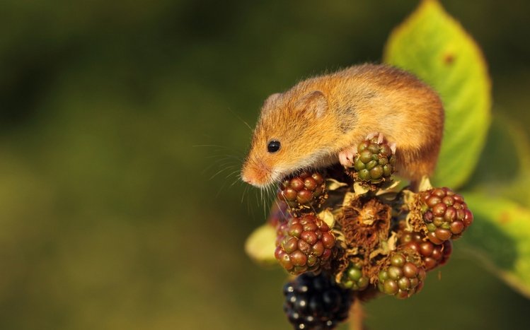 Mouse Theme screenshot #16